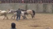 贵州上海青山轮滑精彩的斗马斗鸡斗牛斗鸟v轮滑2016sso息烽苗乡自由式国际公开赛图片